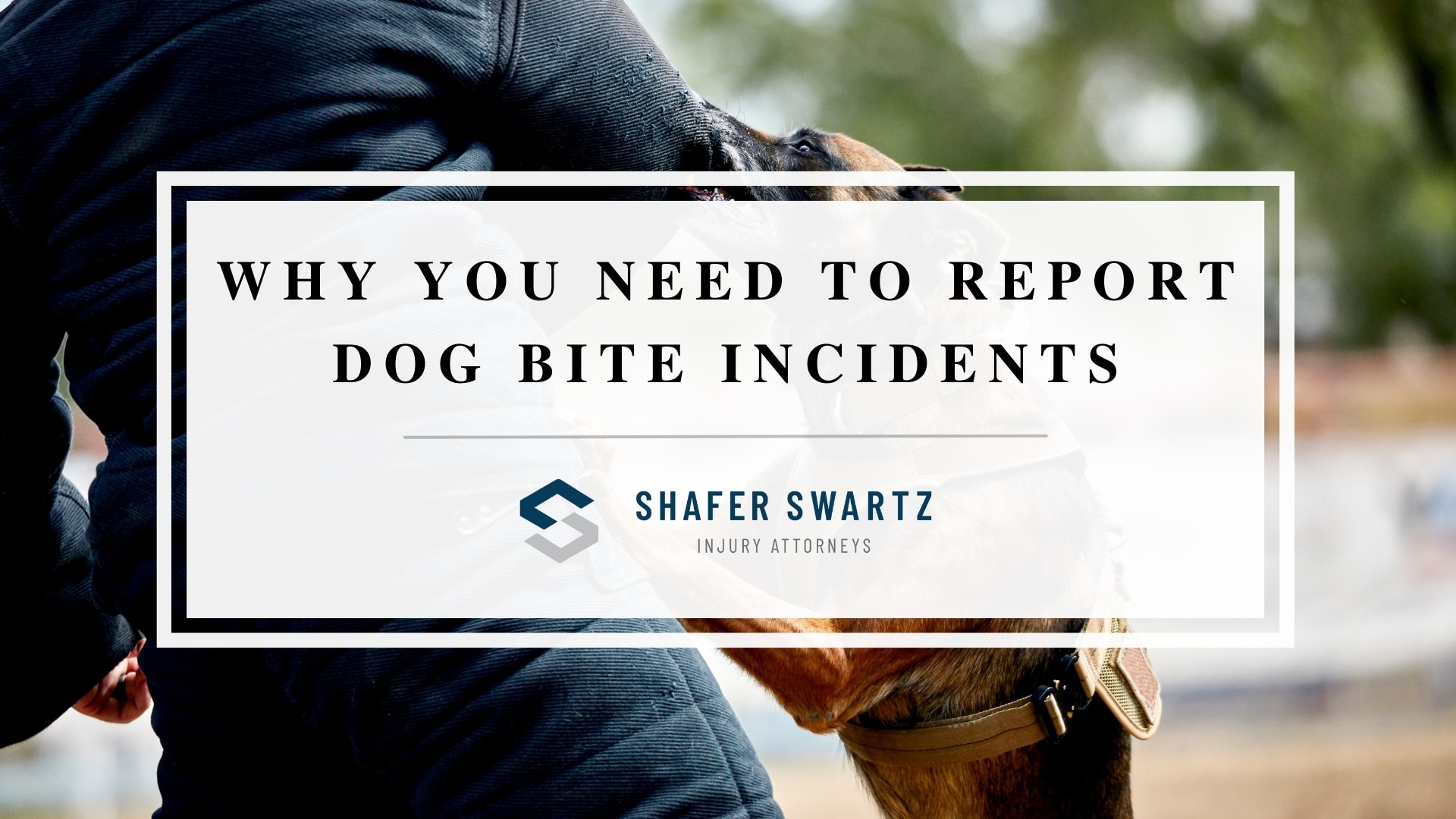 Featured image of why you need to report dog bite incidents